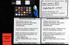 Foto (Objket + Etiketten) von Galatheites zitteli (Moericke, 1889) 